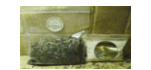 The Seaweed Solution